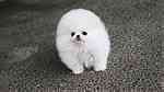 white micro Pomerania  puppiea available - Image 1