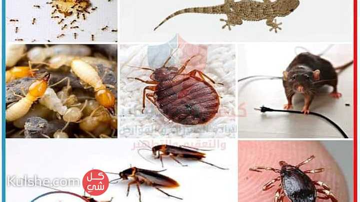 مكافحة الحشرات والزواحف والقوارض - Image 1