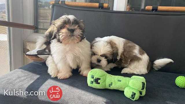 Beautiful Shih Tzu puppies for good home - صورة 1