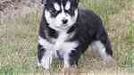 Blue Eyes Siberian Husky puppy - Image 4