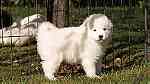 Gorgeous Samoyed Puppies for Sale - Image 1