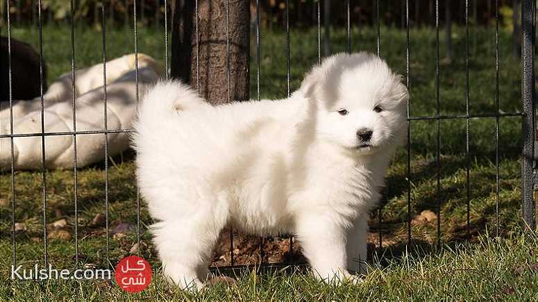 Gorgeous Samoyed Puppies for Sale - صورة 1