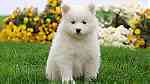 Gorgeous Samoyed Puppies for Sale - صورة 4