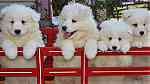 Gorgeous Samoyed Puppies for Sale - Image 2