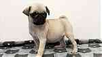 magnificent Fawn pug  puppies - Image 3