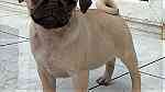 magnificent Fawn pug  puppies - Image 2
