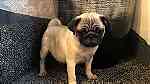 magnificent Fawn pug  puppies - Image 1