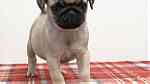 magnificent Fawn pug  puppies - Image 4
