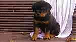 Special little Rottweiler puppies - Image 2