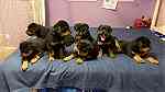Special little Rottweiler puppies - Image 1
