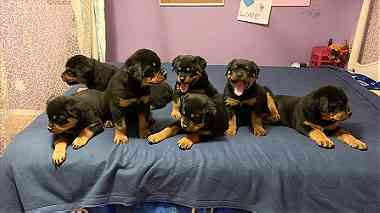 Special little Rottweiler puppies