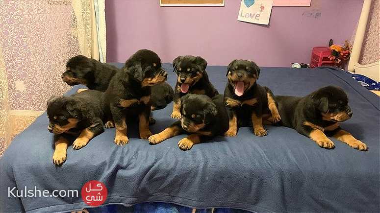 Special little Rottweiler puppies - Image 1