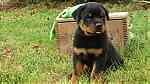 Special little Rottweiler puppies - Image 4