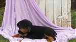 Special little Rottweiler puppies - Image 3