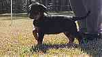 Special little Rottweiler puppies - Image 5