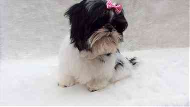 black and white Shih Tzu puppies available