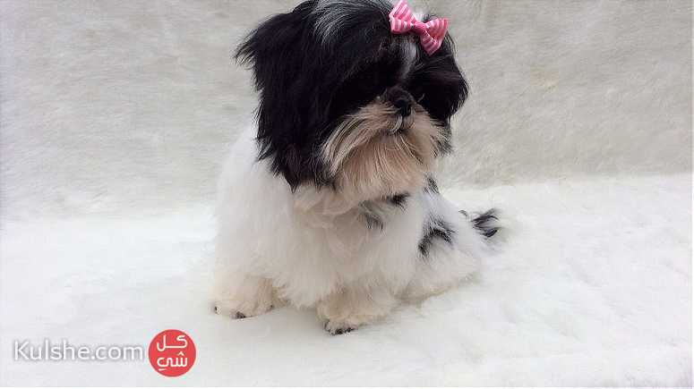 black and white Shih Tzu puppies available - Image 1