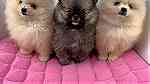 Beautiful Pomeranian puppies Available - صورة 1