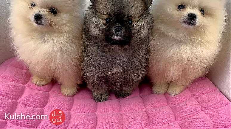 Beautiful Pomeranian puppies Available - صورة 1