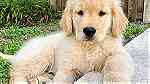 Very healthy Golden Retriever Puppies - صورة 4