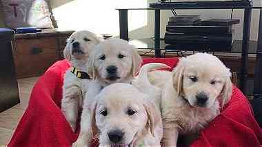 Golden Retriever Puppies fr sale
