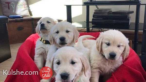 Golden Retriever Puppies fr sale - Image 1