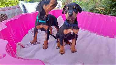 Doberman Pinscher Puppies Available for sale