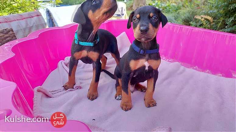 Doberman Pinscher Puppies Available for sale - Image 1