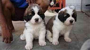 Shih Tzu Puppies for Sale XXXX