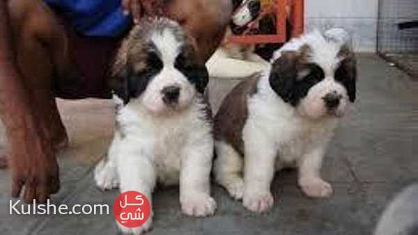 Shih Tzu Puppies for Sale XXXX - صورة 1