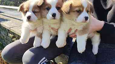 Pembroke Welsh Corgi Puppies for sale