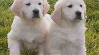 Golden retriever Puppies for sale