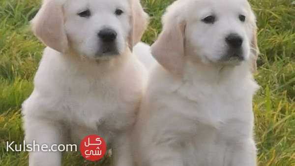 Golden retriever Puppies for sale - صورة 1