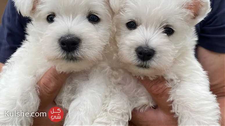 West Highland White Terrier Puppies - صورة 1