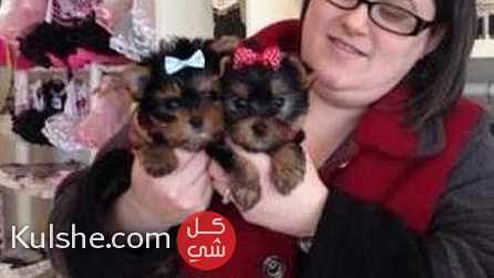 Christmas yorkie puppies for sale - Image 1