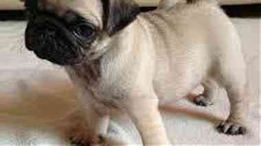 Quality registered Pug puppies