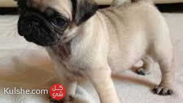 Quality registered Pug puppies - Image 1