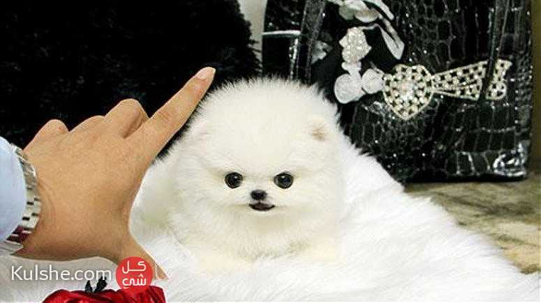 Teacup Pomeranian Puppies Available for sale - صورة 1