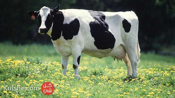 مشروع تربية المواشي وإنتاج الحليب في تركيا - صورة 1