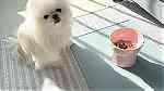 Free Male and female Pomeranian for free Adoption - صورة 5