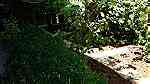 شقة طابقية ارضية مفروشة للايجار ام السماق 225م مع ترس و حديقة 150م - صورة 12