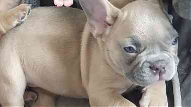 Great French Bulldog Puppies for Adoption