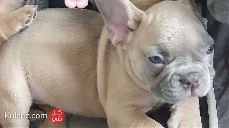 Great French Bulldog Puppies for Adoption - Image 1