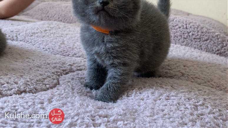 British Short Hair Kittens Available Now for sale - Image 1