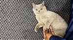 Ingiliz cinsi kedi. British breed cat - صورة 1