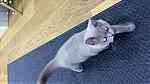 Ingiliz cinsi kedi. British breed cat - Image 3
