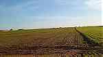 أرض زراعية في مغرب - Image 2