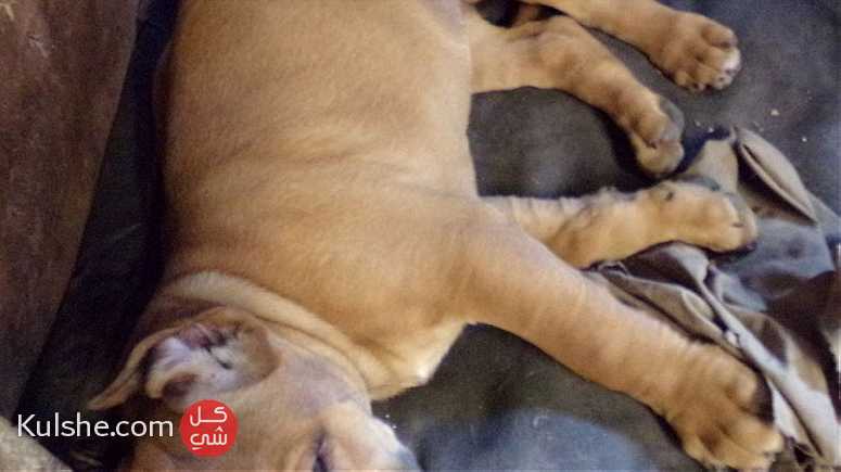 Bullmastiff Puppies With Papers Available Now - صورة 1