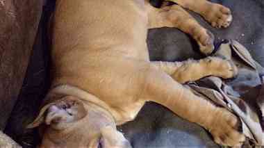 Bullmastiff Puppies With Papers Available Now