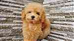 Poodle Puppies available - صورة 2